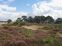 NL, Drenthe, Aa en Hunze, Balloerveld 4, Foto Fitis-Sytske Dijksen